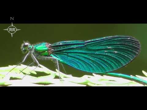 Verantwoorde Natuurwandelingen in Belgi&euml;: Ontdek de Mooiste Routes